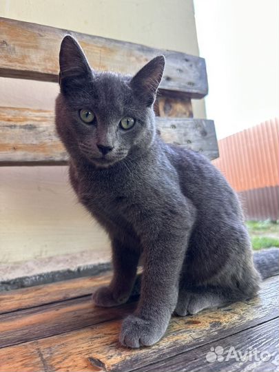 Русская голубая