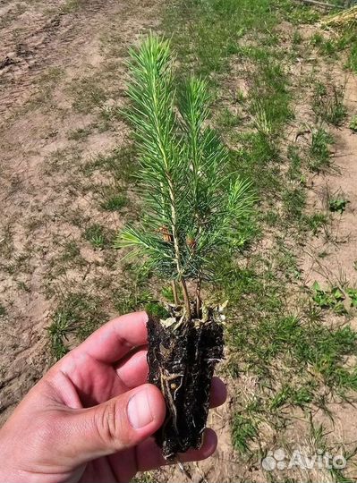 Сеянцы окс Сосна