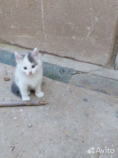 Котёнок мальчик