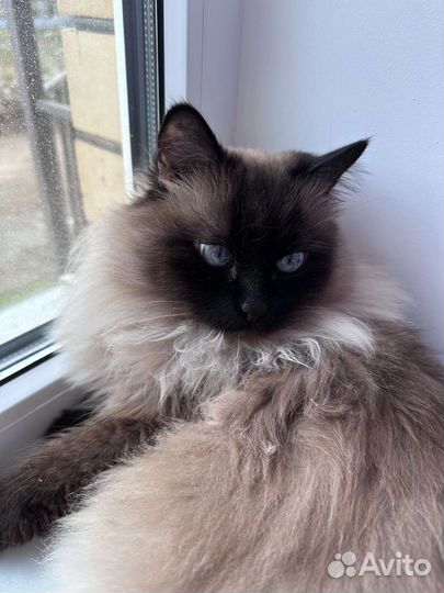 Красивая кошка с сиамским характером