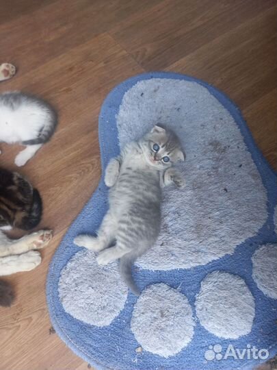 Британские котята