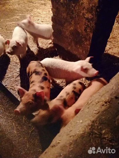 Продаю поросят