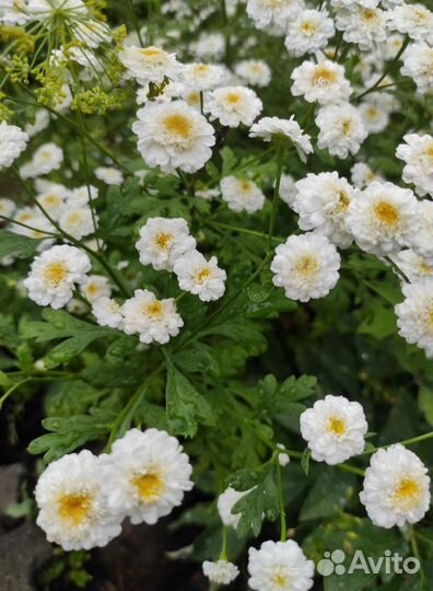 Пиретрум девичий