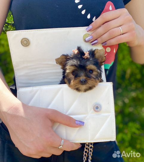 Йоркширские девочки и мальчики