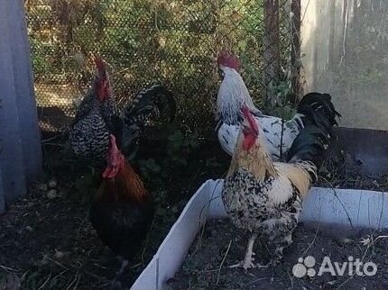 Петухи