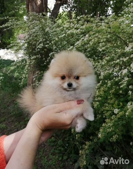 Померанский шпиц мини