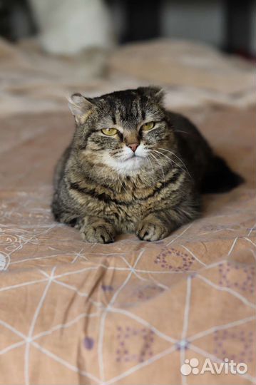 Кошечка в добрые руки