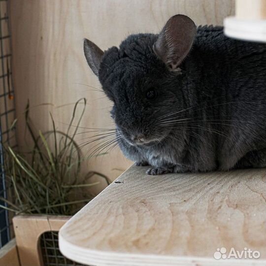 Клетка Витрина для Шиншилл Дегу Белки Дом Грызунов