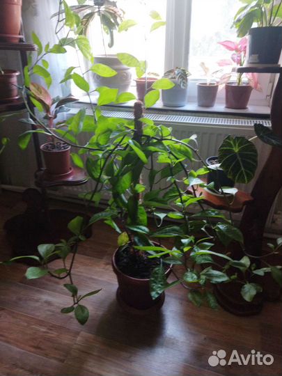 Для дома или дачи