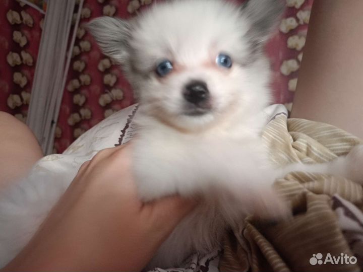 Щенки померанский