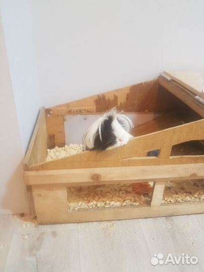 Морская свинка с клеткой