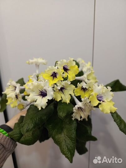 Стрептокарпусы почтой