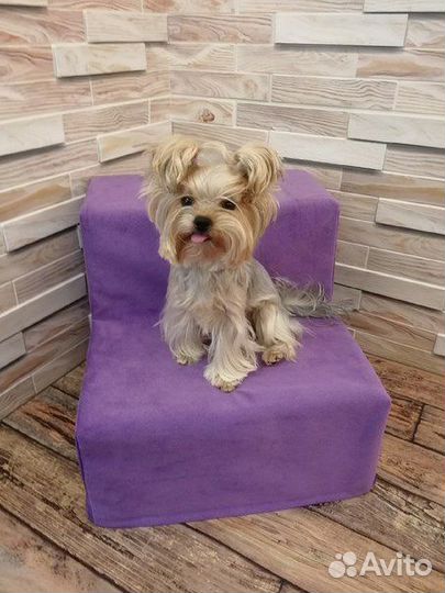 Ступеньки для собак