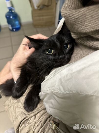 Котенок девочка 5 мес