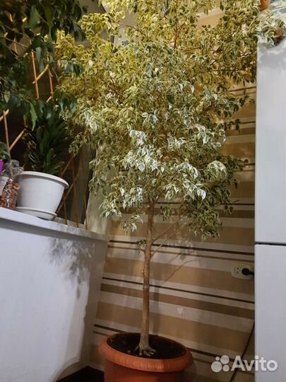 Фикус бенджамина выше 2м сорт Старлайт