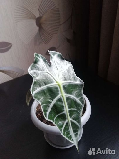 Алоказия полли
