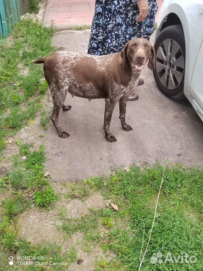 Щенки курцхаара