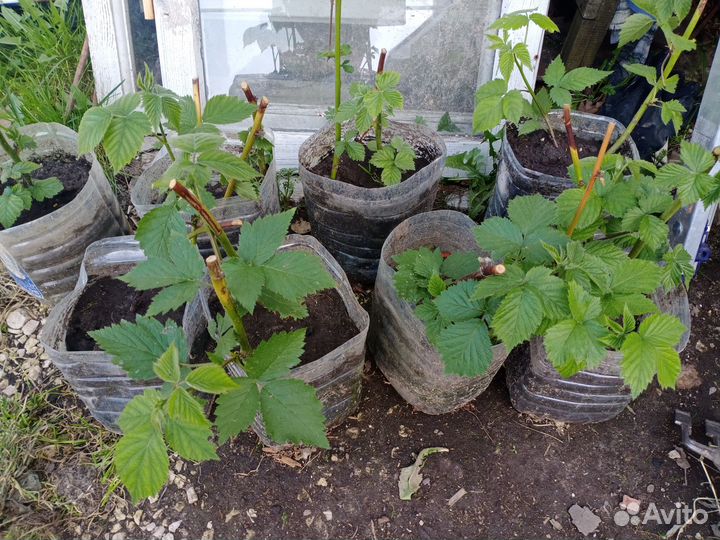 Продаются саженцы сортовой ежевики