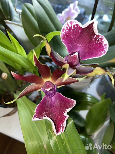 Орхидея ароматная