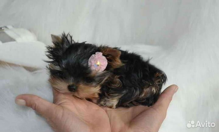 Йоркширский терьер мини девочка