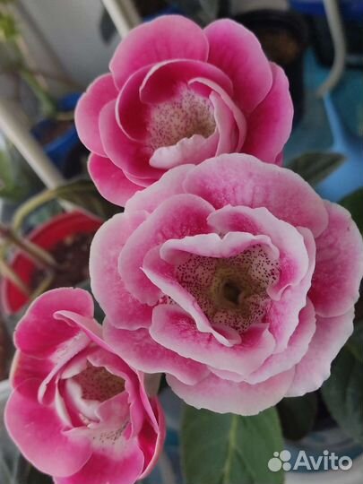 Глоксиния махровая