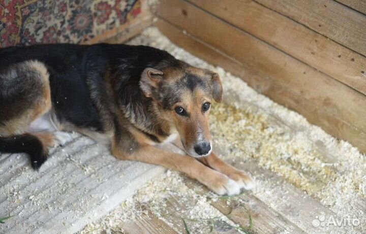 Пёс из приюта не хочет жить потерял веру и надежду