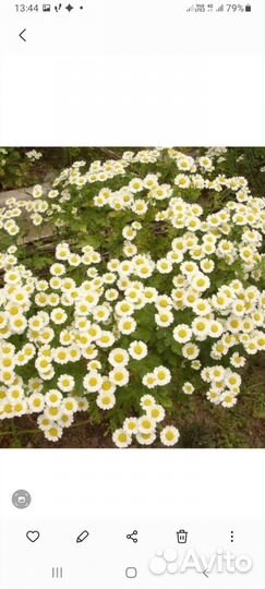 Многолетники садовые