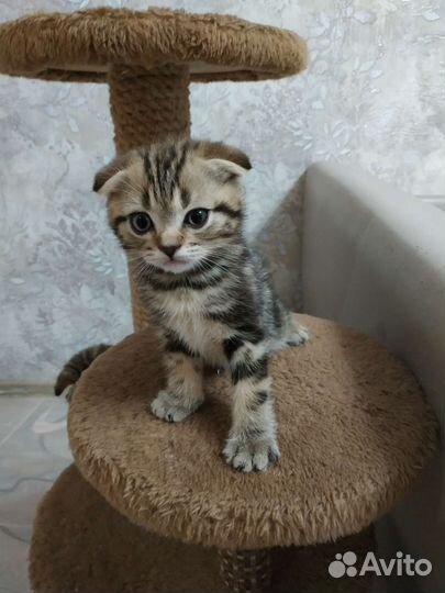 Шотландские котята