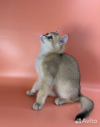 Шотландская золотая девочка