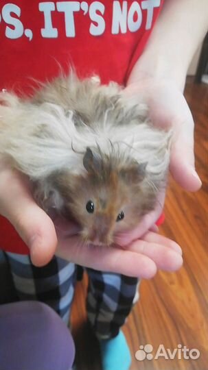 Сирийский хомяк малыш