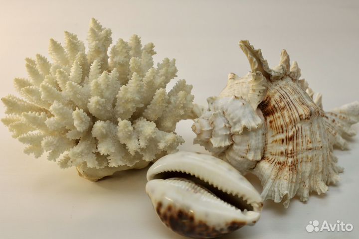 Морские ракушки и коралл