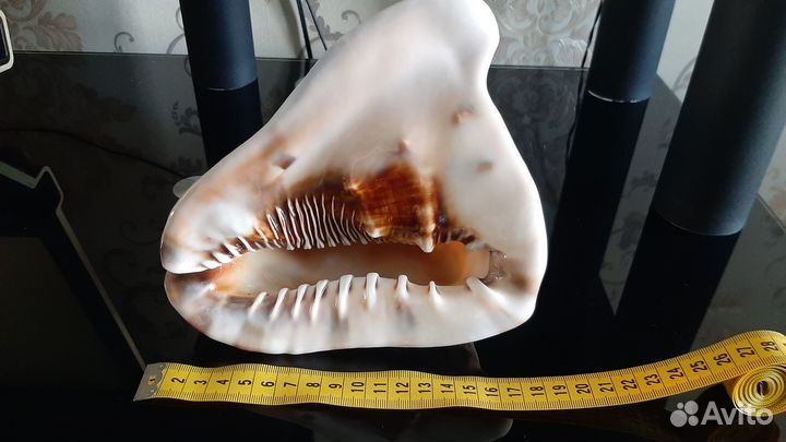 Раковины морские