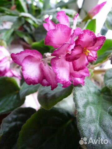 Сенполия черенок розовая и синяя