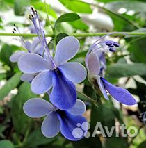 Калистегия махровая,клеродендрумы,бугенвилии