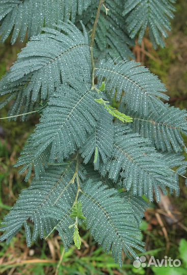 Акация Серебристая, семена