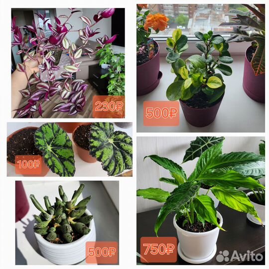 Бегония пеперомия фикус фуксии адромискус кактус
