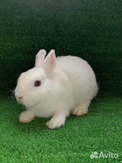 Чистопородные Гермелины