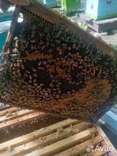 Пчелосемьи