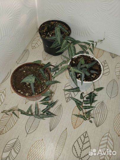 Циссус амазонский