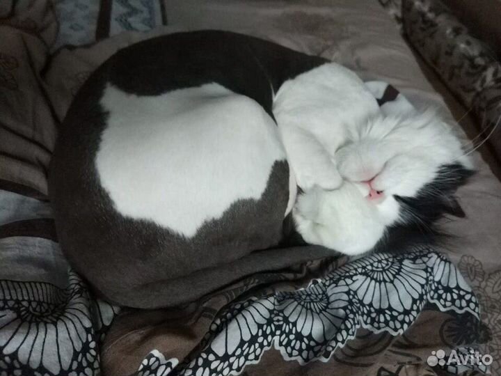 Стрижка кошек за 15-25 минут - груминг