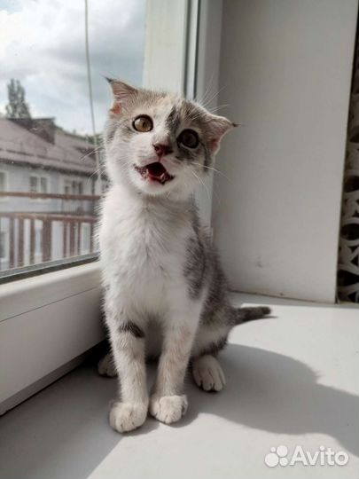 Котëнок в дар
