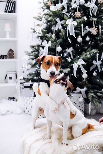 Вязка гладкий кобель РКФ