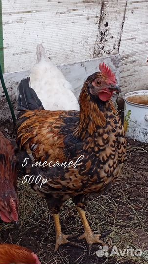 Молодые петушки