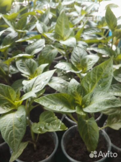 Рассада. Помидоров. Перца. Баклажан