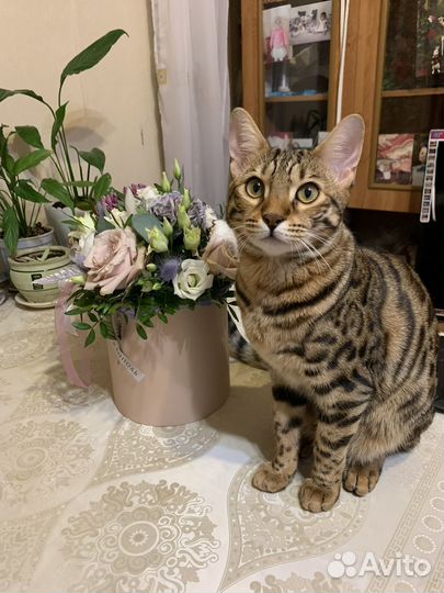 Бенгальская кошка