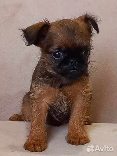 Брюссельский гриффон и птибрабансон