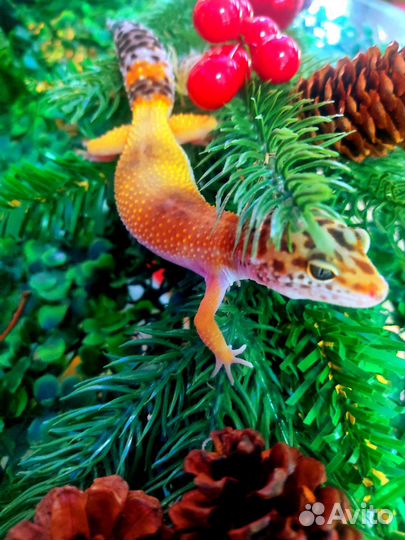 Ящерица эублефар