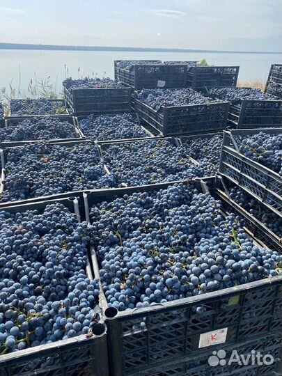 Виноград технический