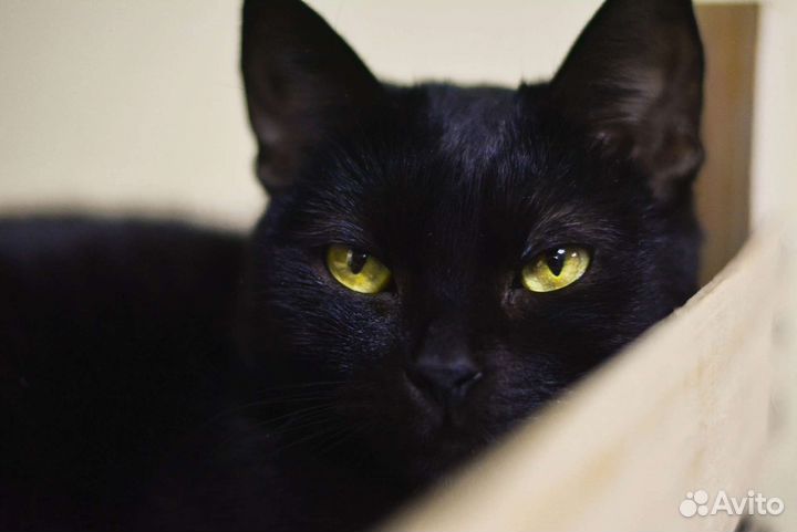 Кошка бесплатно