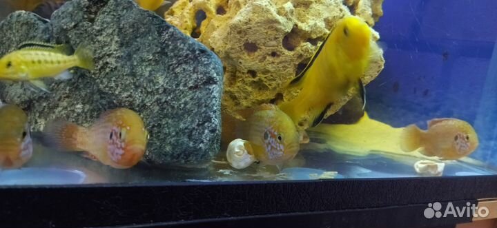 Хромис красавец